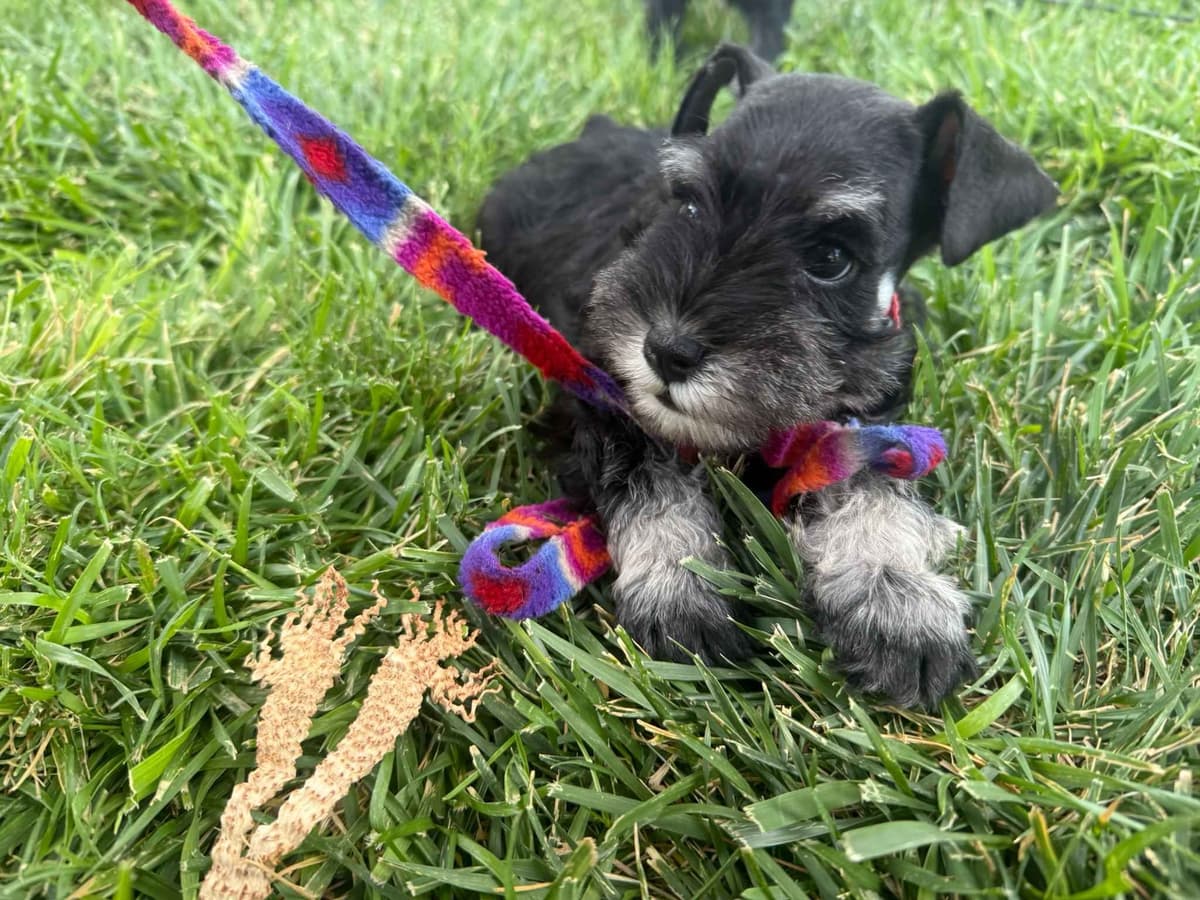 Miniature Schnauzer Puppies breeder image 4