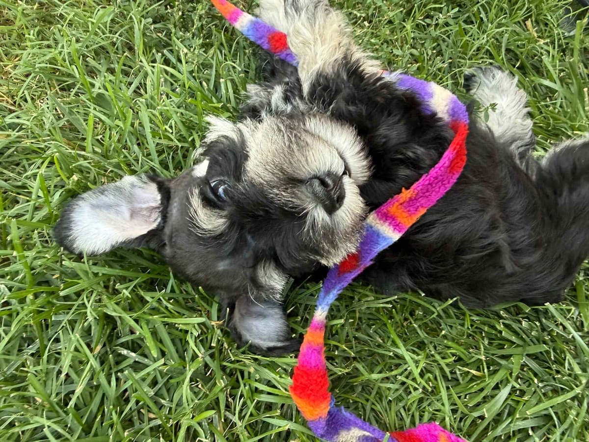 Miniature Schnauzer Puppies breeder image 5