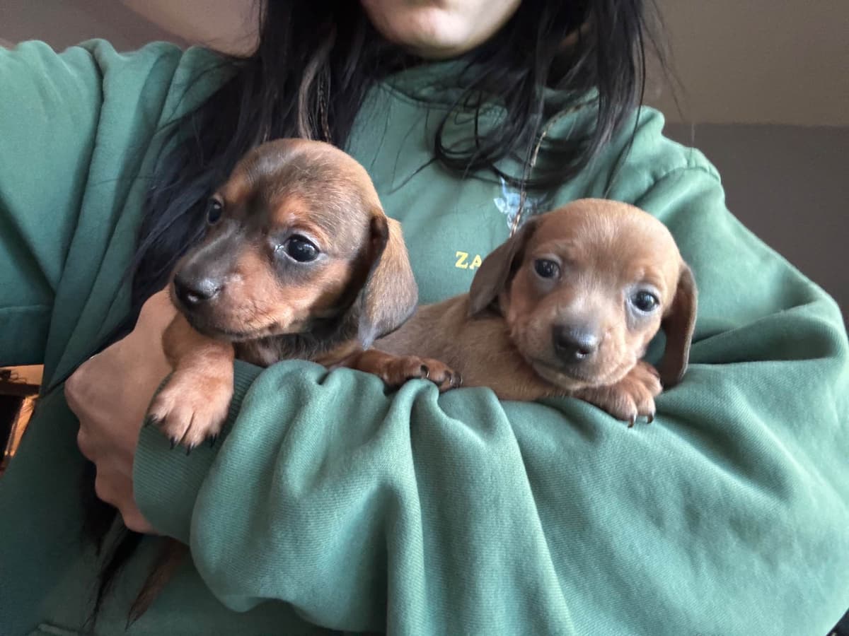 Dachshund Puppies breeder image 1