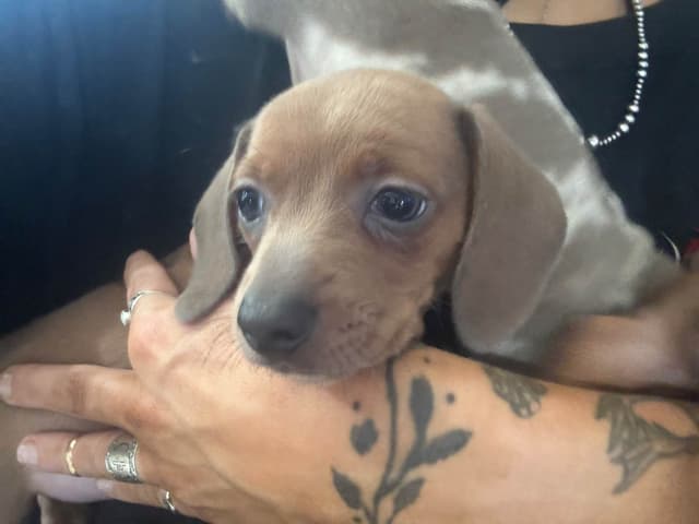 Dachshund Puppies media 2