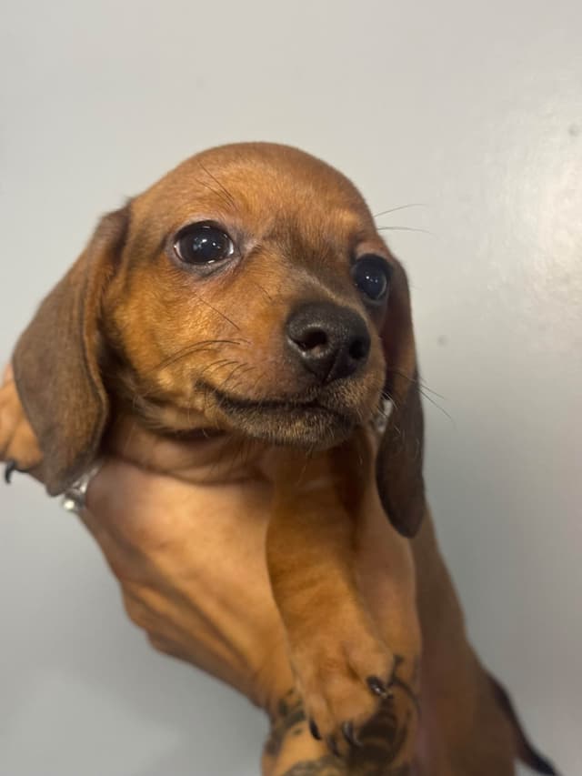 Dachshund Puppies media 3