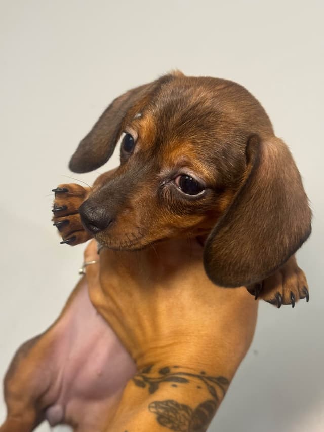 Dachshund Puppies media 4