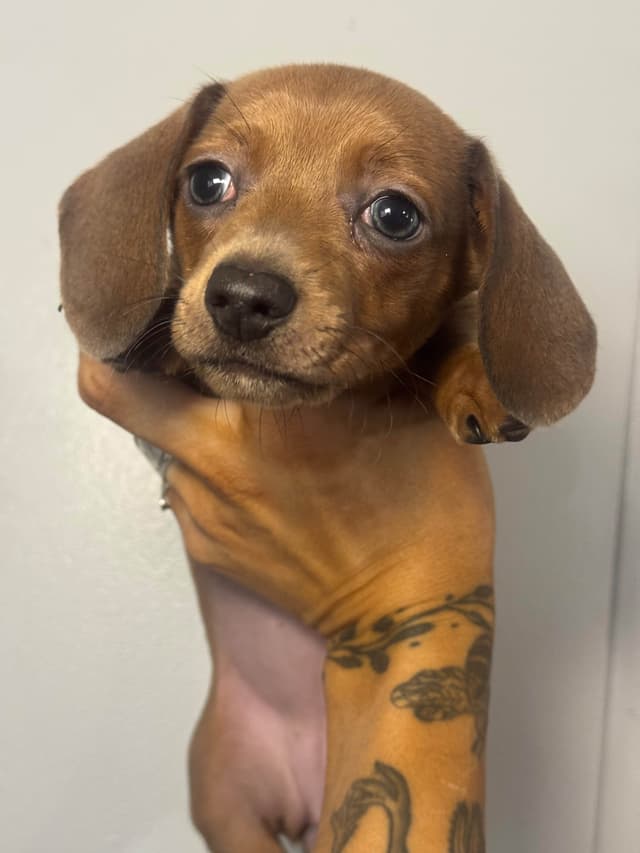 Dachshund Puppies media 5