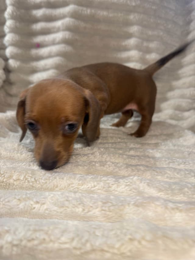 Dachshund Puppies media 6