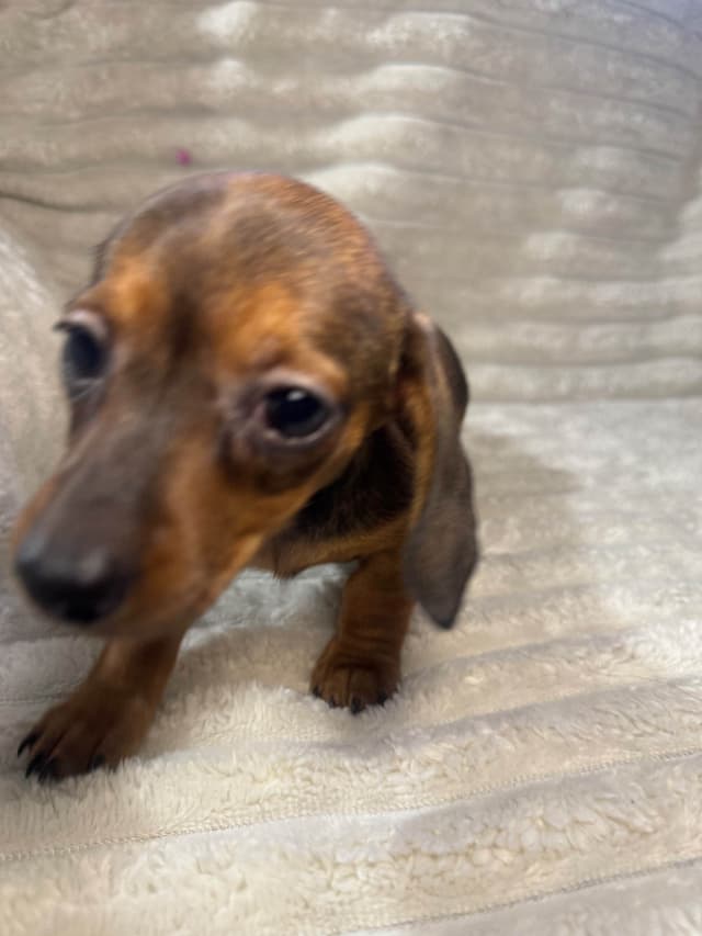 Dachshund Puppies media 7