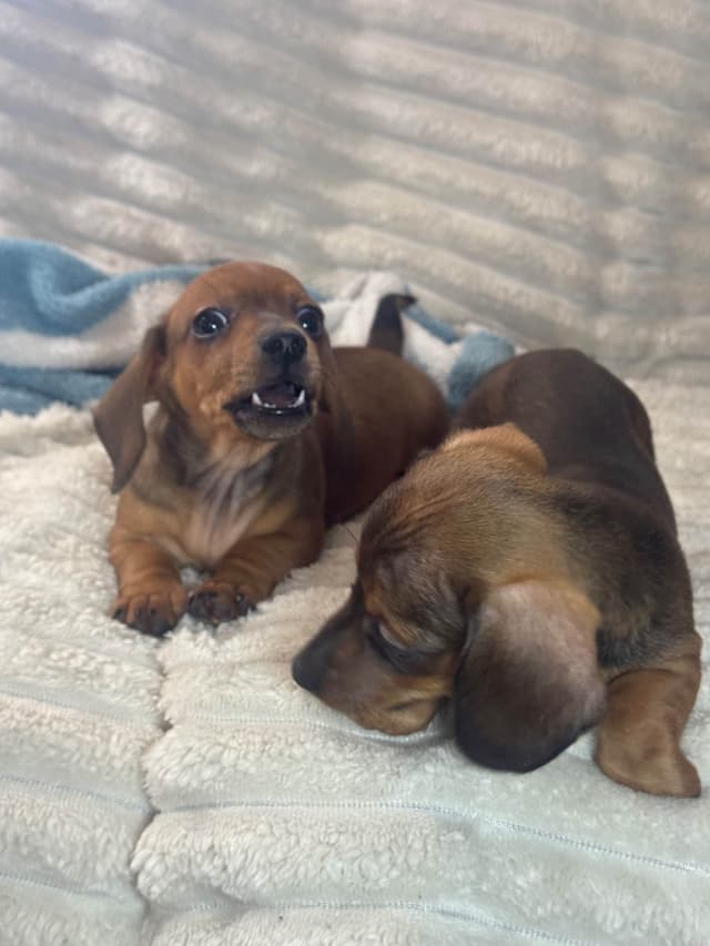 Dachshund Puppies media 8