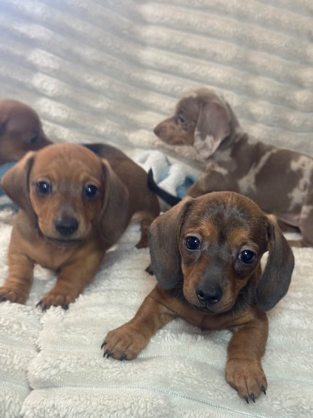 Dachshund Puppies media 9