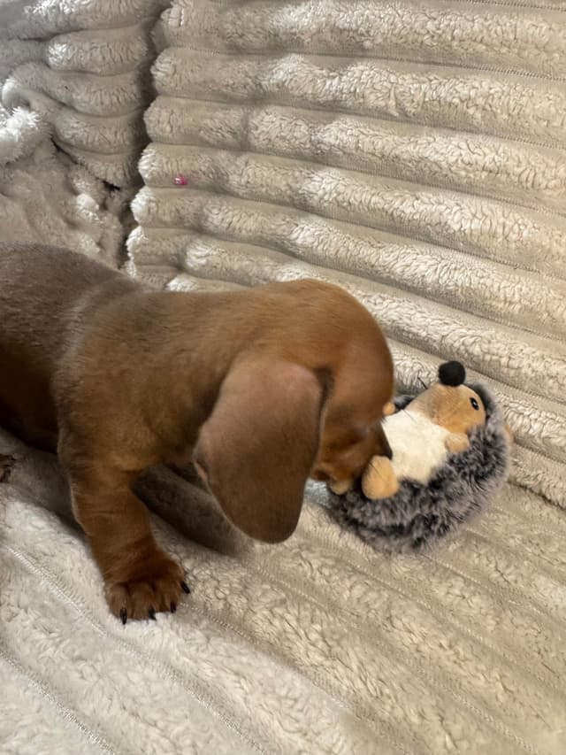 Dachshund Puppies media 11