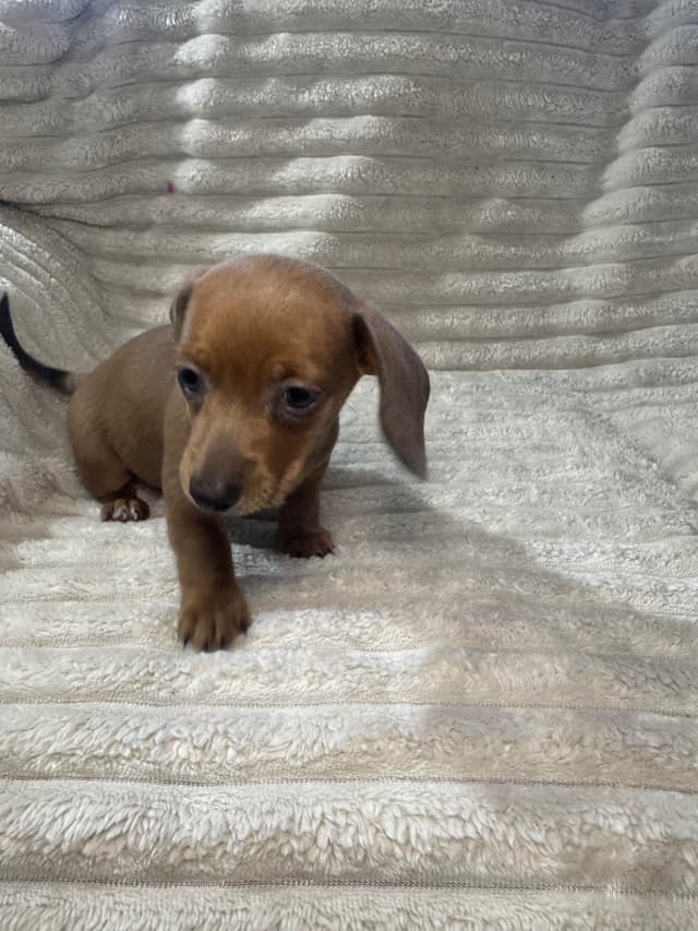 Dachshund Puppies media 12