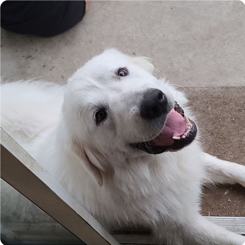π Trained AKC Great Pyrenees Puppies ...Very Well Socialized breeder image 1