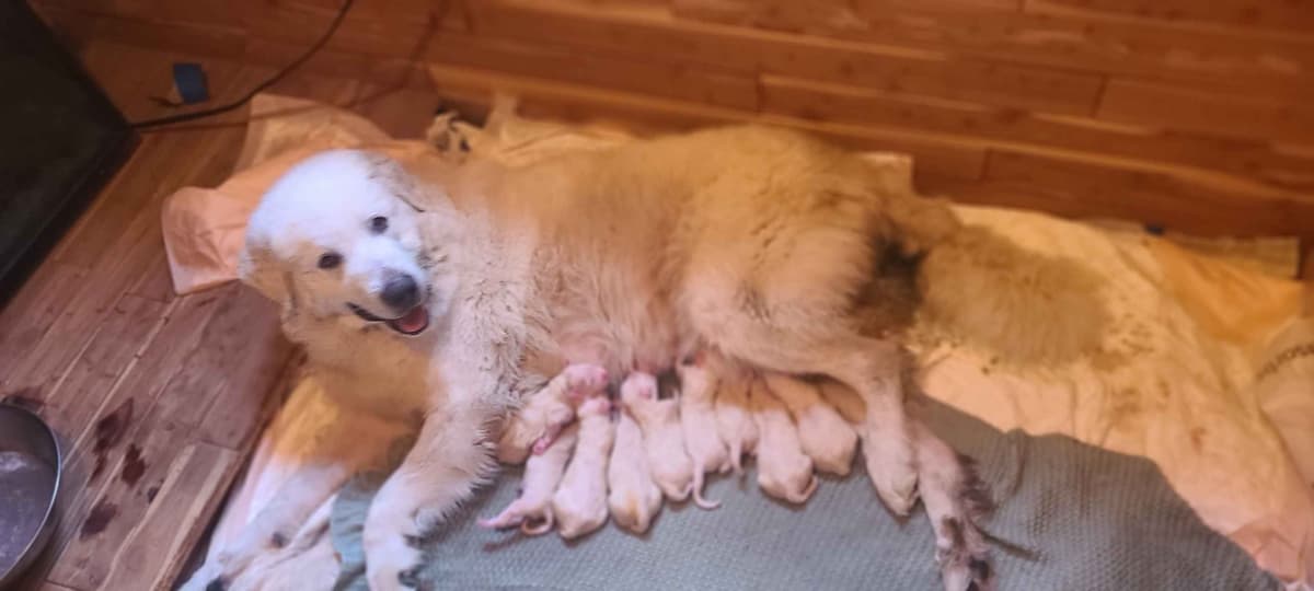 π Trained AKC Great Pyrenees Puppies ...Very Well Socialized breeder image 3