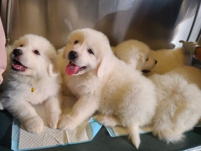 🌟 Trained AKC Great Pyrenees Puppies ...Very Well Socialized media 6