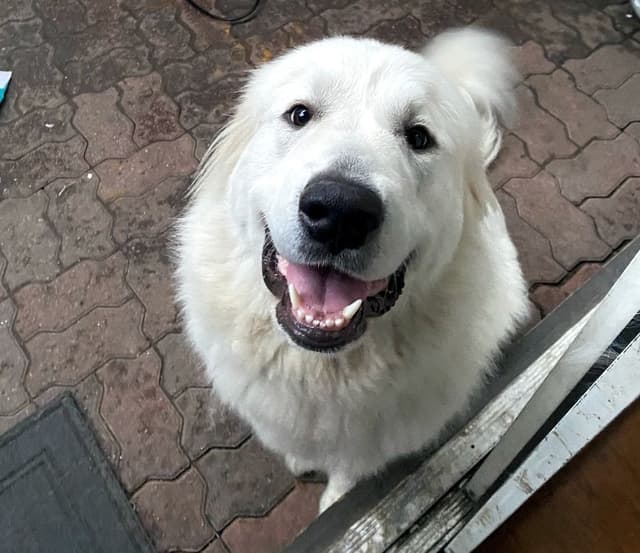 🌟 Trained AKC Great Pyrenees Puppies ...Very Well Socialized media 5
