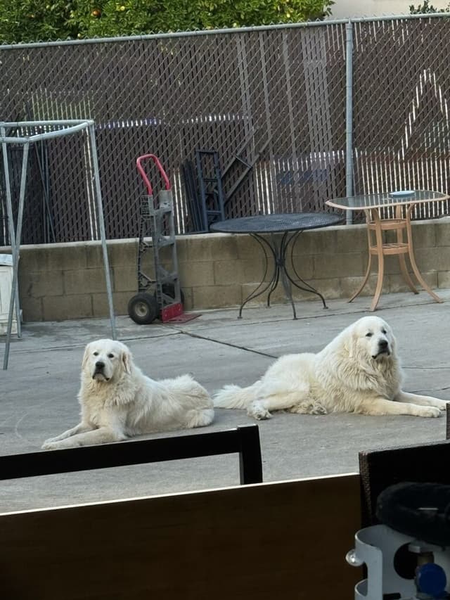 🌟 Trained AKC Great Pyrenees Puppies ...Very Well Socialized media 3