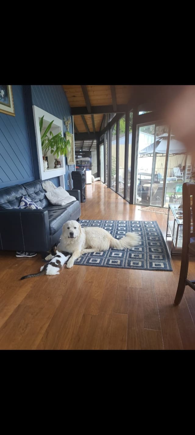 🌟 Trained AKC Great Pyrenees Puppies ...Very Well Socialized media 8