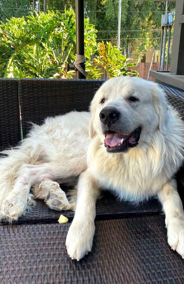 🌟 Trained AKC Great Pyrenees Puppies ...Very Well Socialized media 7