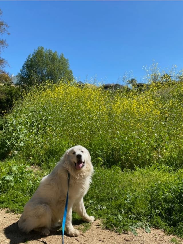 🌟 Trained AKC Great Pyrenees Puppies ...Very Well Socialized media 4