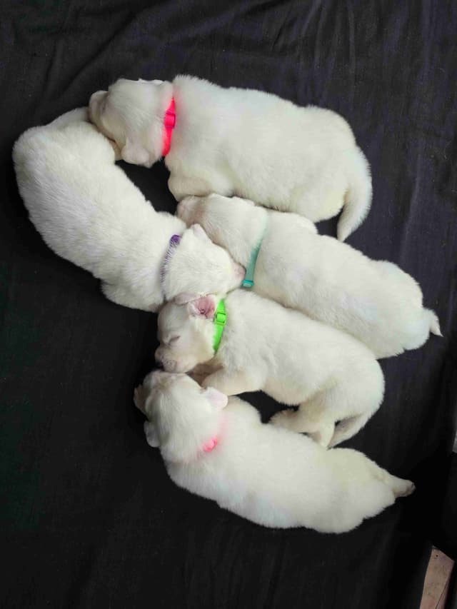 🌟 Trained AKC Great Pyrenees Puppies ...Very Well Socialized media 9