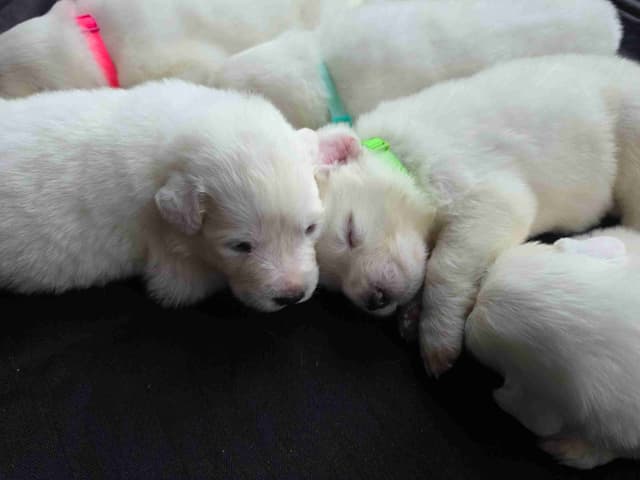 🌟 Trained AKC Great Pyrenees Puppies ...Very Well Socialized media 11