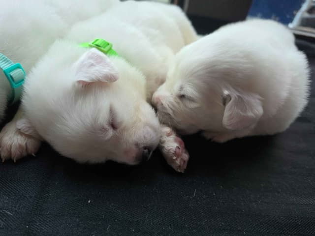 🌟 Trained AKC Great Pyrenees Puppies ...Very Well Socialized media 10