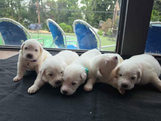 🌟 Trained AKC Great Pyrenees Puppies ...Very Well Socialized media 13