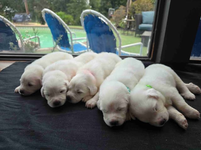 🌟 Trained AKC Great Pyrenees Puppies ...Very Well Socialized media 15
