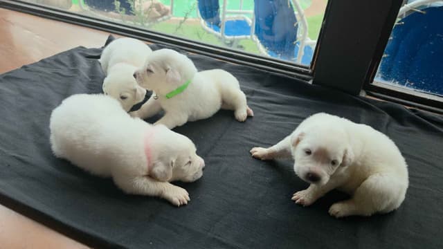 🌟 Trained AKC Great Pyrenees Puppies ...Very Well Socialized media 14