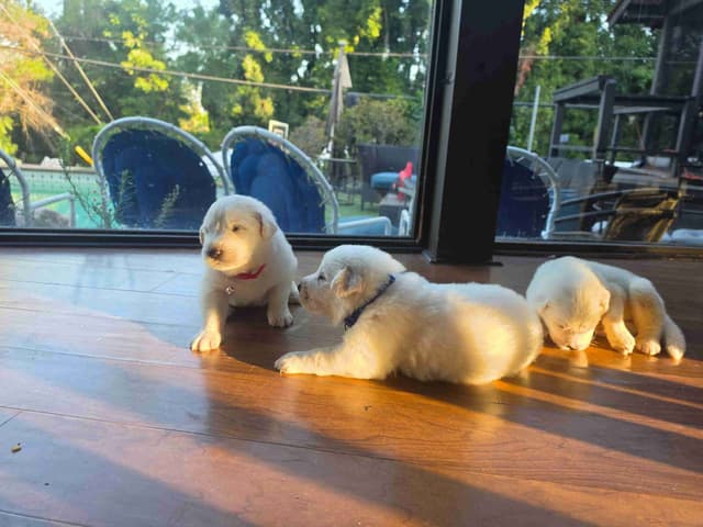 🌟 Trained AKC Great Pyrenees Puppies ...Very Well Socialized media 19