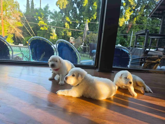 🌟 Trained AKC Great Pyrenees Puppies ...Very Well Socialized media 18
