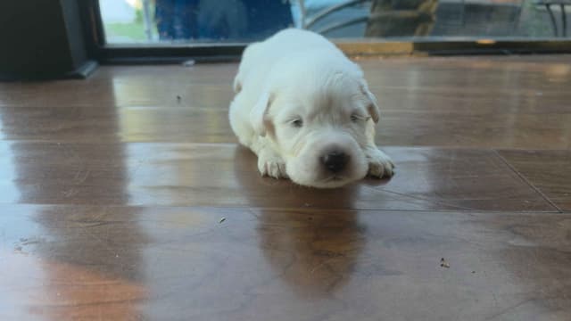 🌟 Trained AKC Great Pyrenees Puppies ...Very Well Socialized media 20