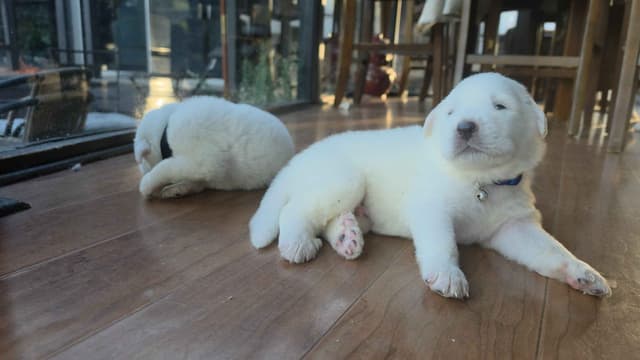🌟 Trained AKC Great Pyrenees Puppies ...Very Well Socialized media 21