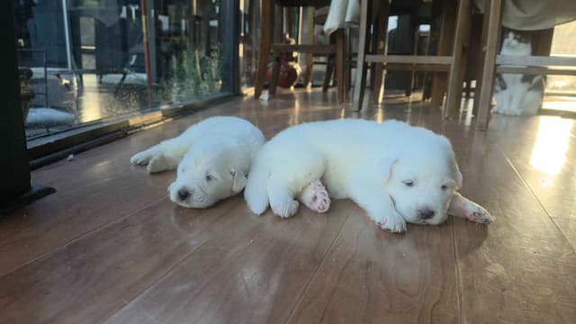 🌟 Trained AKC Great Pyrenees Puppies ...Very Well Socialized media 23