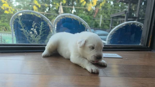 🌟 Trained AKC Great Pyrenees Puppies ...Very Well Socialized media 22