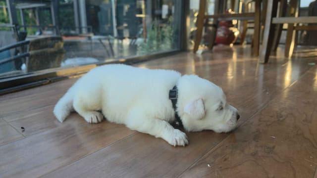 🌟 Trained AKC Great Pyrenees Puppies ...Very Well Socialized media 24
