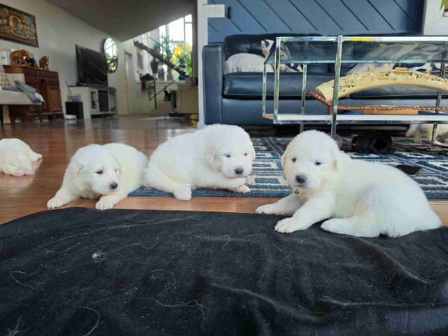 🌟 Trained AKC Great Pyrenees Puppies ...Very Well Socialized media 25