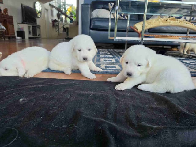 🌟 Trained AKC Great Pyrenees Puppies ...Very Well Socialized media 26