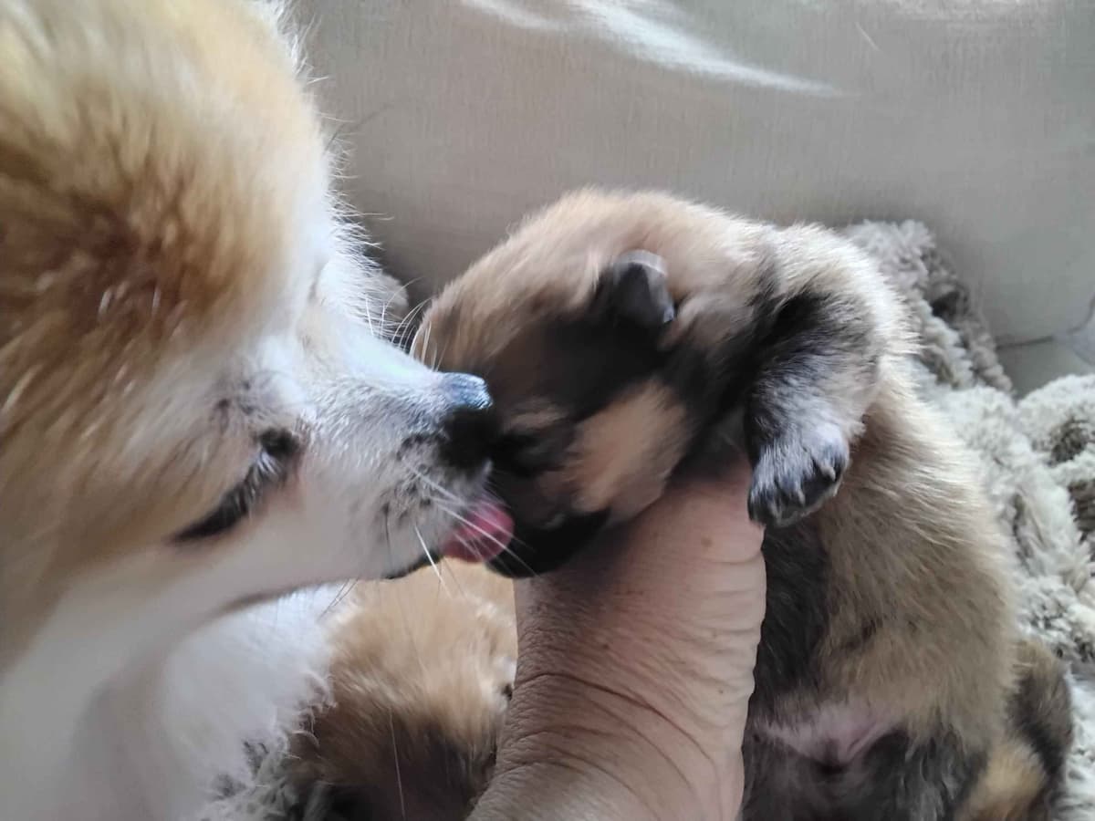 Pomeranian puppies (FairytailPoms.com) breeder image 2