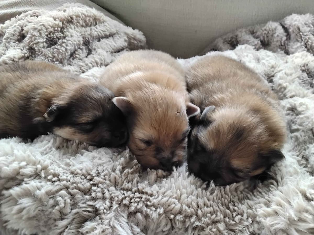 Pomeranian puppies (FairytailPoms.com) breeder image 4