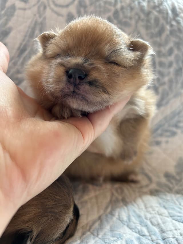 Pomeranian puppies (FairytailPoms.com) media 4