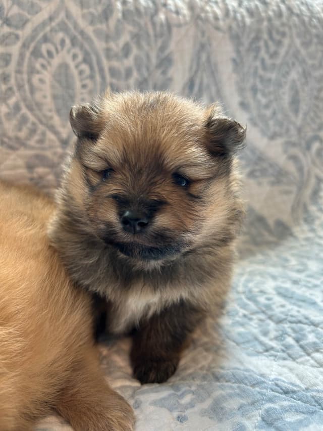 Pomeranian puppies (FairytailPoms.com) media 2