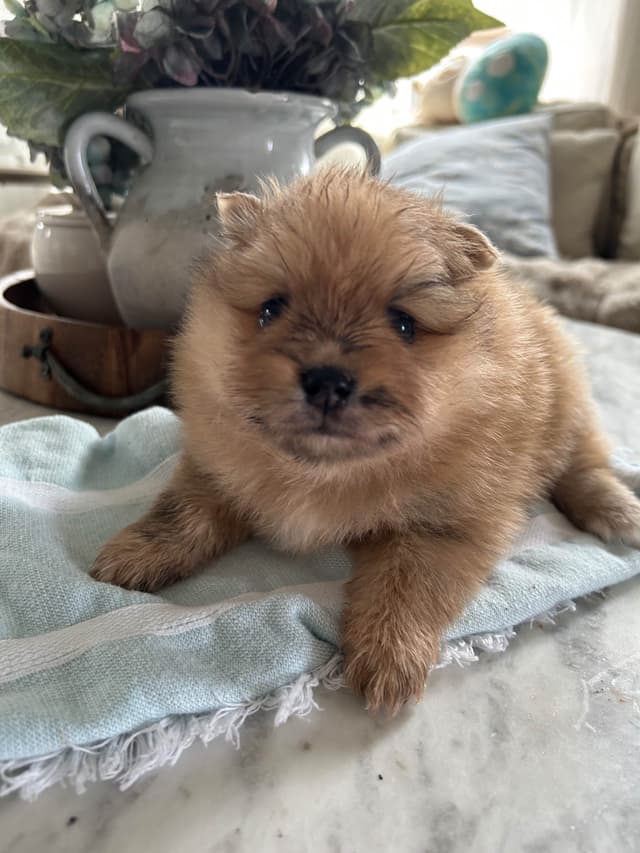 Pomeranian puppies (FairytailPoms.com) media 5