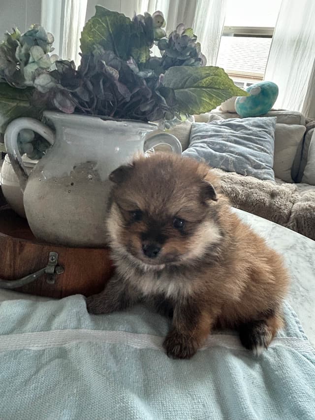 Pomeranian puppies (FairytailPoms.com) media 7