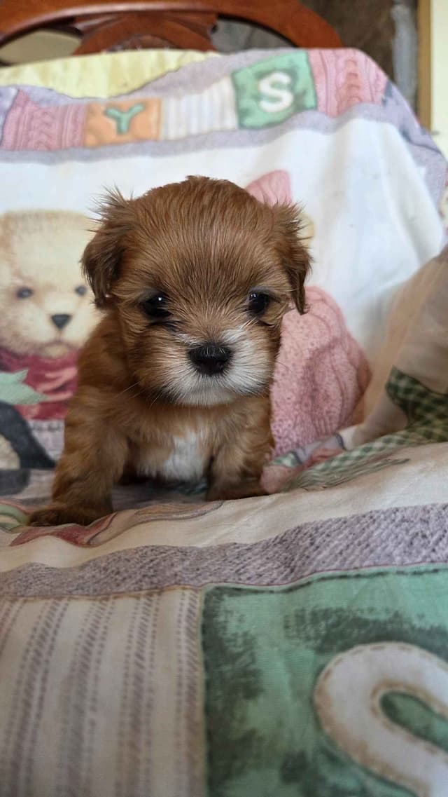 Lhasa Apso Puppies media 2