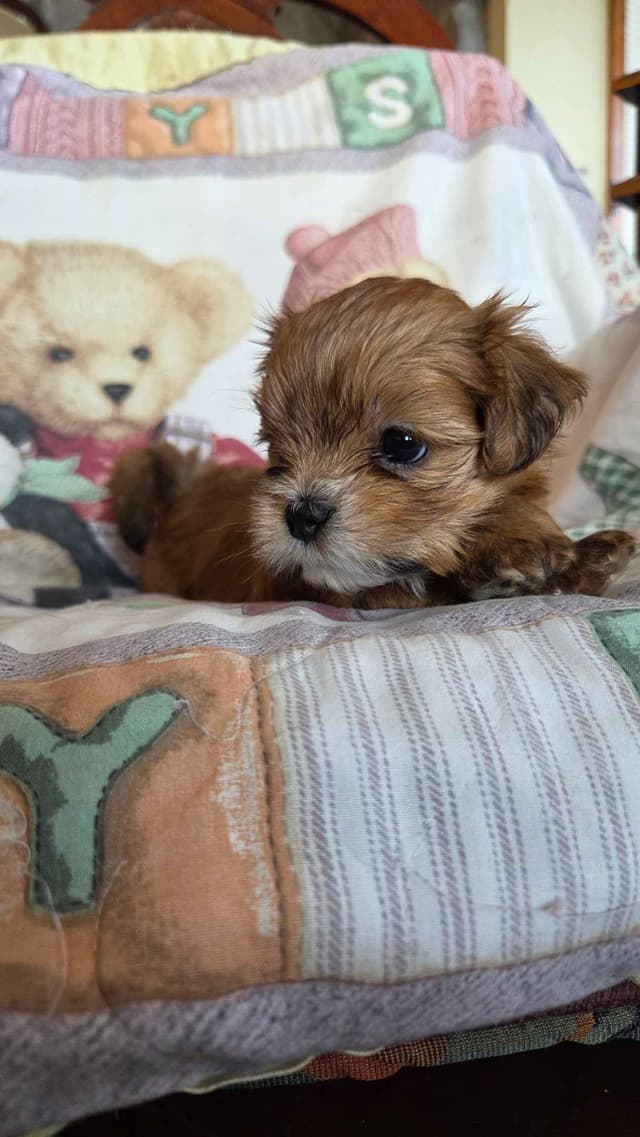 Lhasa Apso Puppies media 3