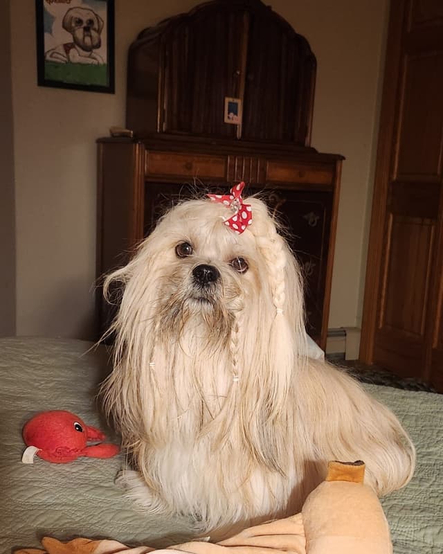 Lhasa Apso Puppies media 4