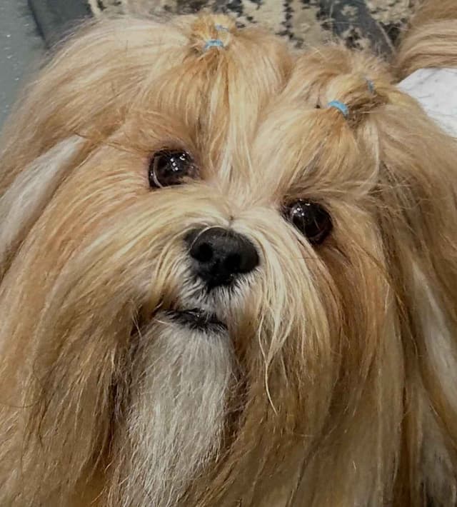 Lhasa Apso Puppies media 5