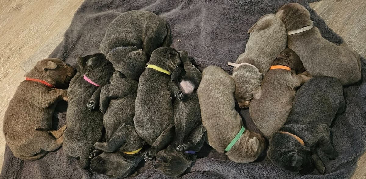 Labrador Retriever Puppies breeder image 1