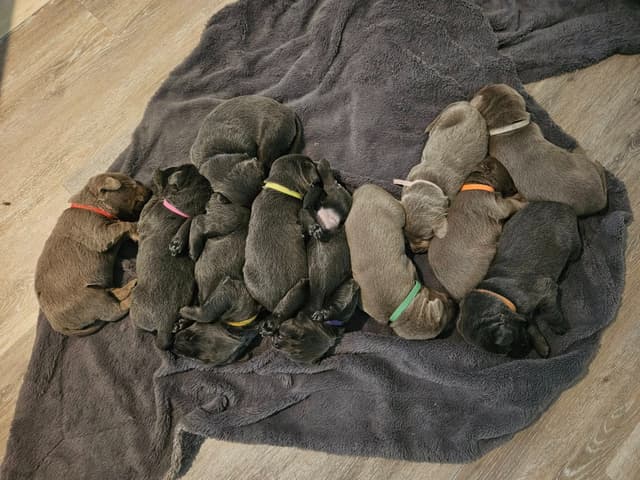 Labrador Retriever Puppies media 9
