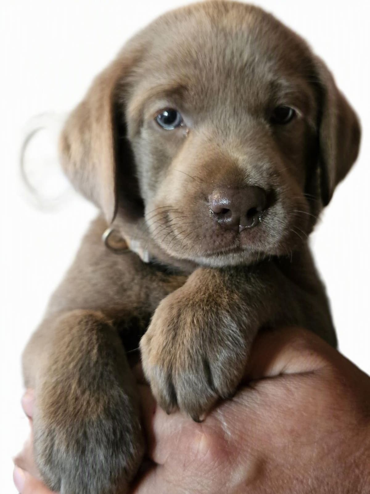 Labrador Retriever Puppies breeder image 2