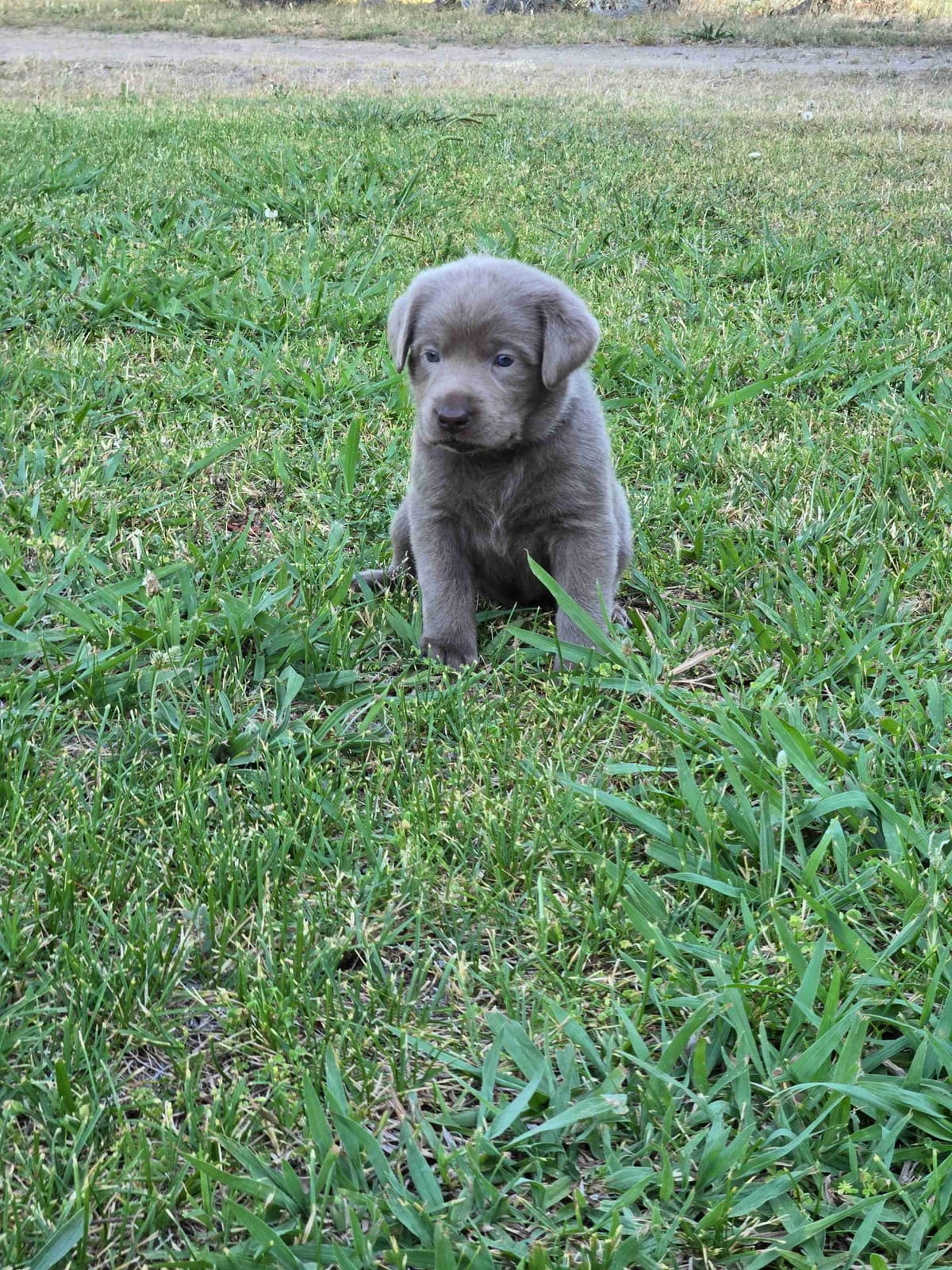 Labrador Retriever Puppies breeder image 3